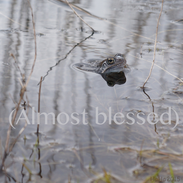 Almost blessed – Melkein siunattu