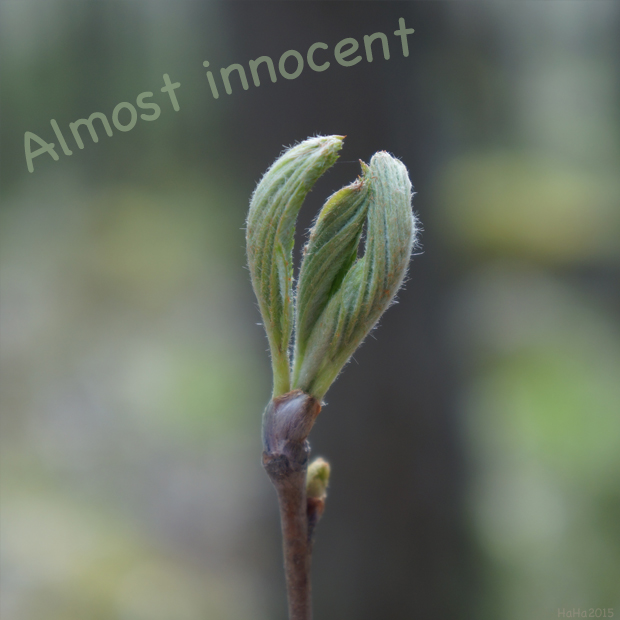Almost innocent – Melkein viaton